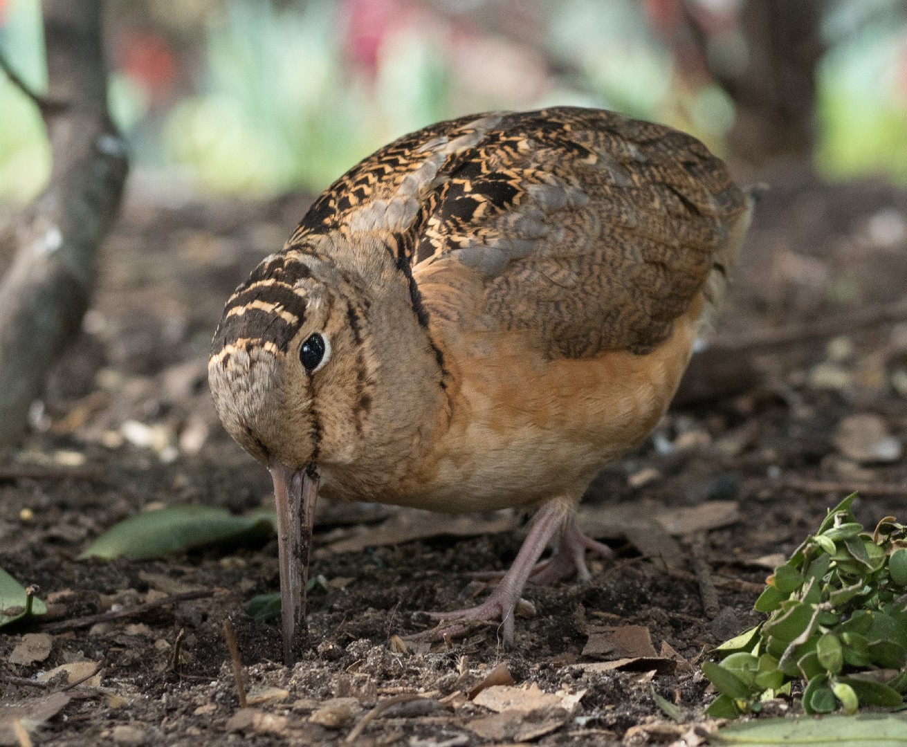 RICONSEGNA ALI BECCACCIA